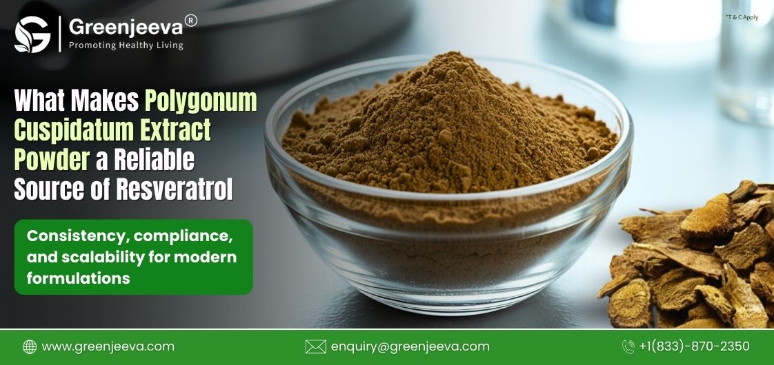 What Makes Polygonum cuspidatum Extract Powder a Reliable Source of Resveratrol for Manufacturers